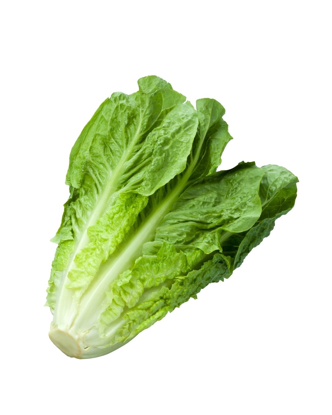 Lechuga romana